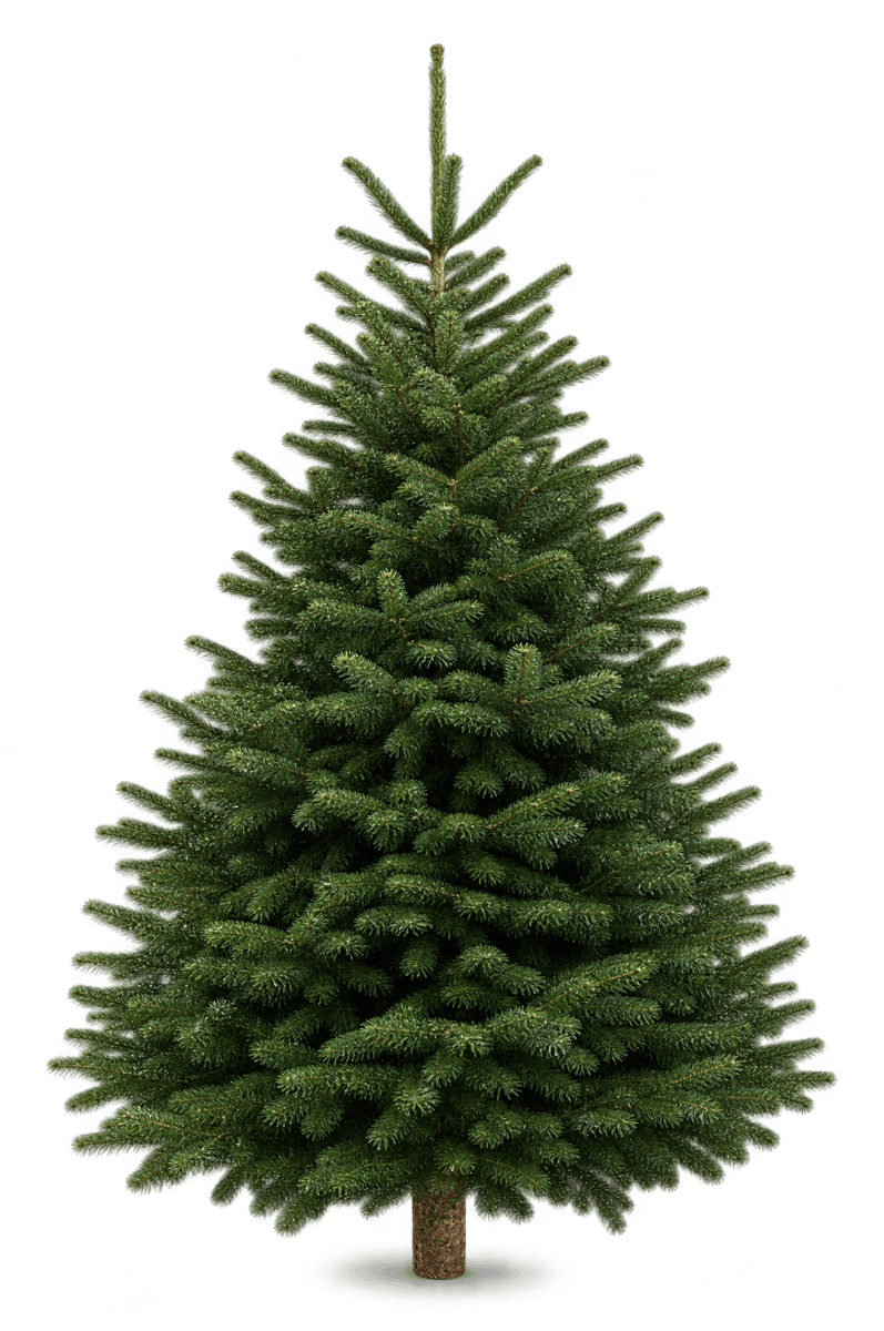 Premium Nordmann fir, 170 to 185 cm