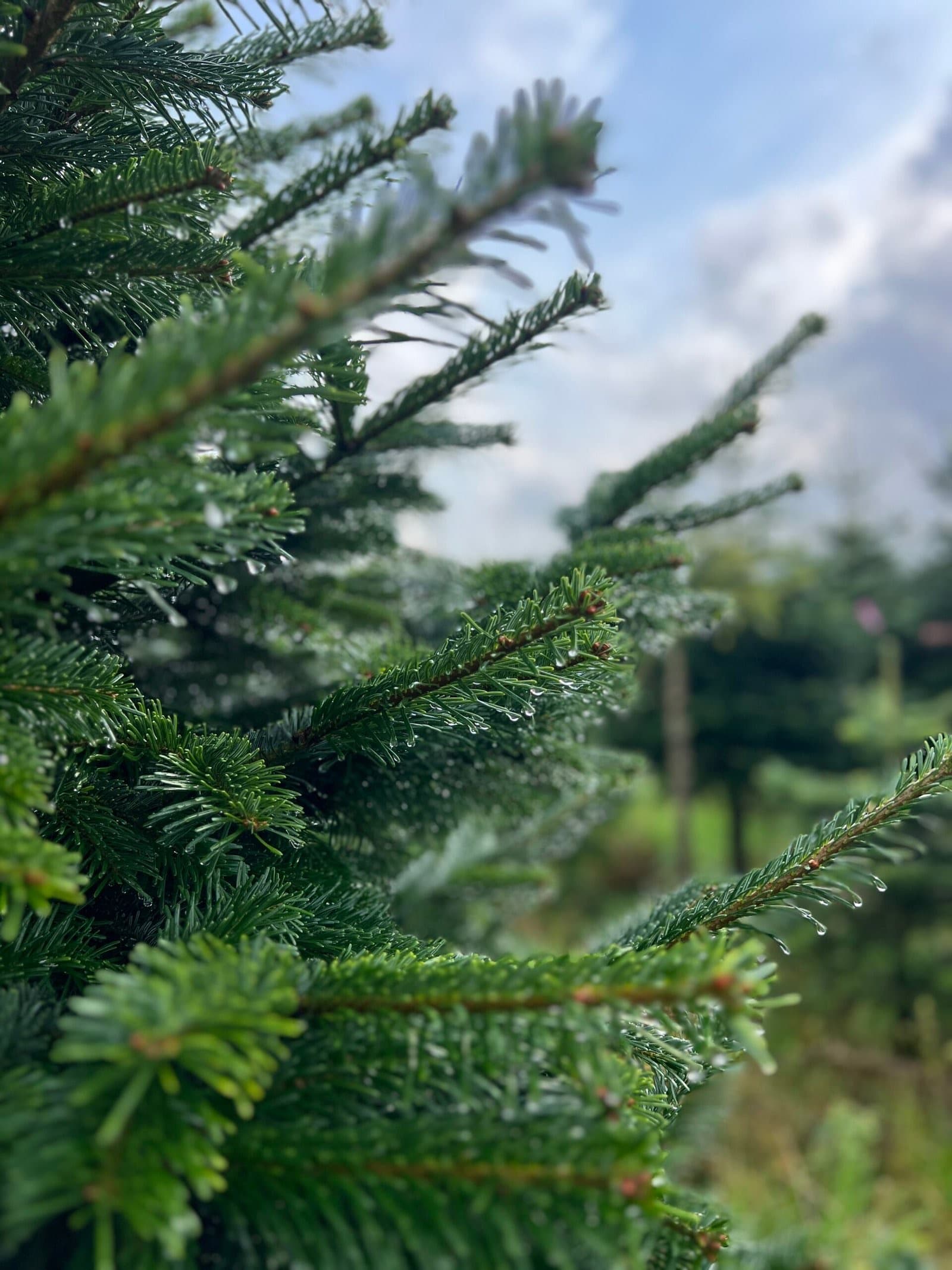 Premium Nordmann egle, foto no lauka 5