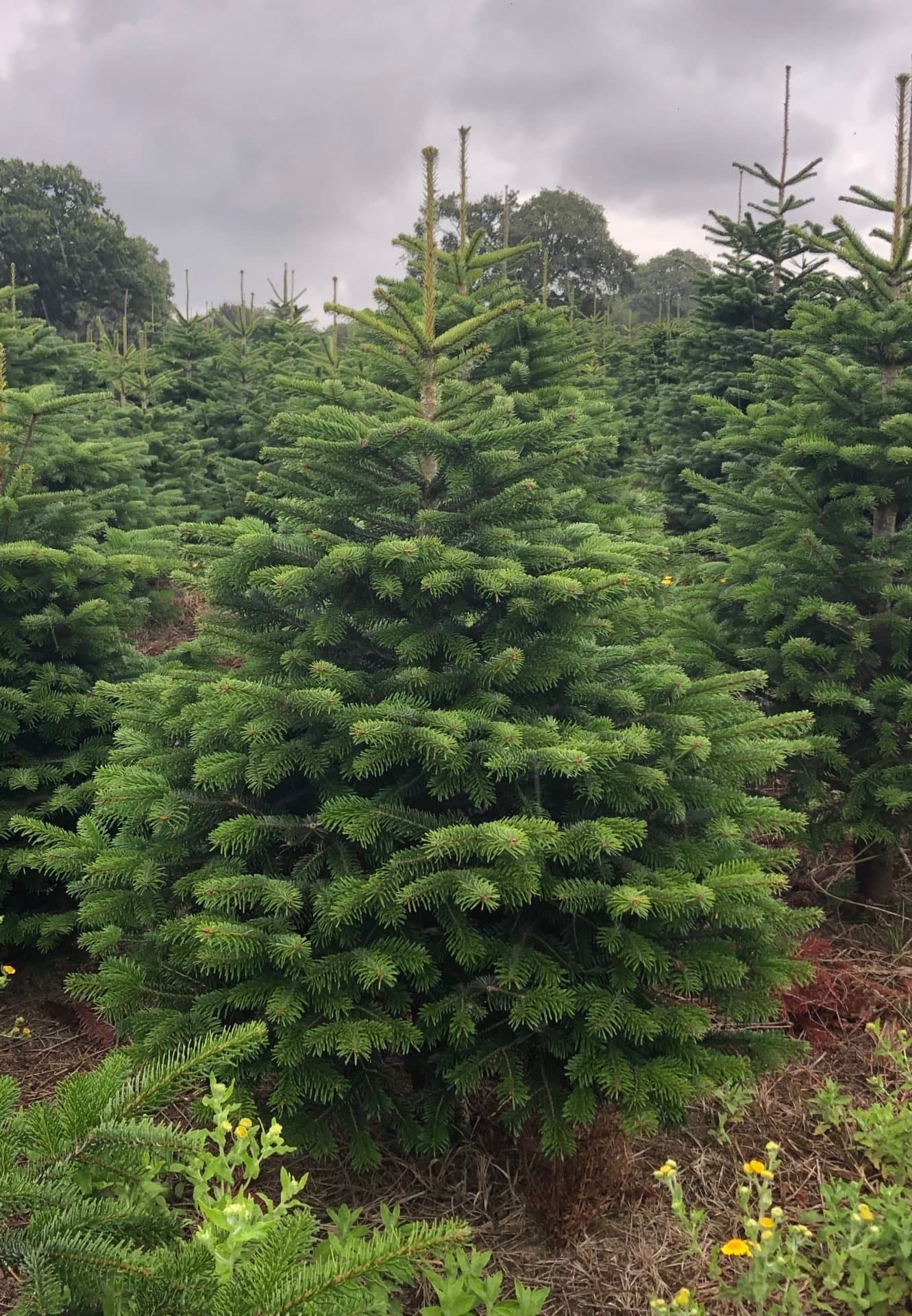 Premium Nordmann egle, foto no lauka 1